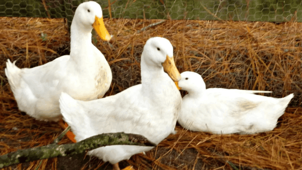 Backyard Ducks Breeds