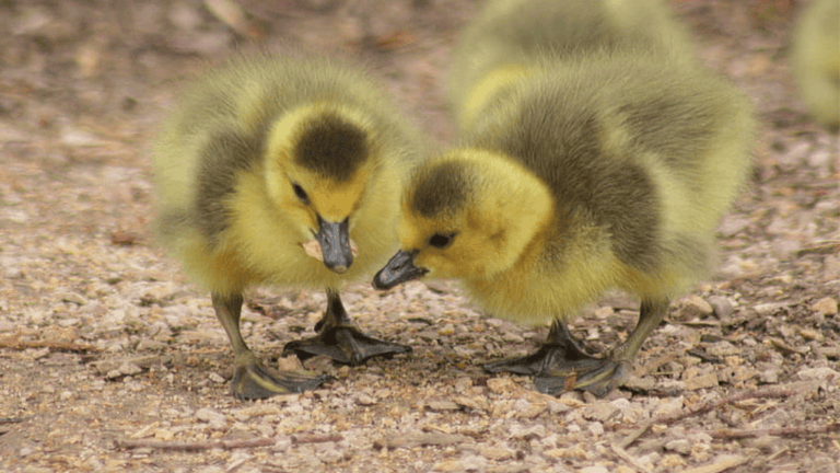 Black and Yellow Duckling Breeds