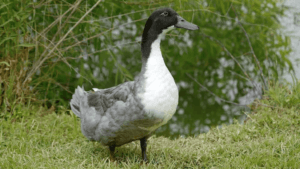 Grey Domestic Duck