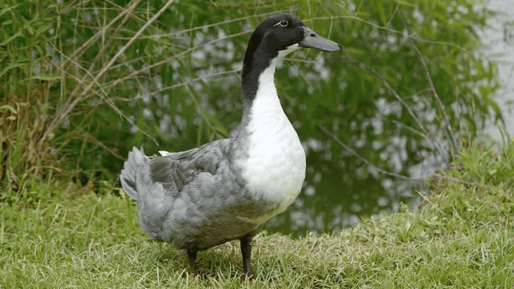 Grey Domestic Duck: Care, Habitat, and Behavior Tips 1 Grey Domestic Duck