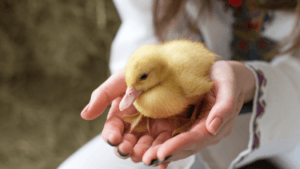How to Hold a Duckling