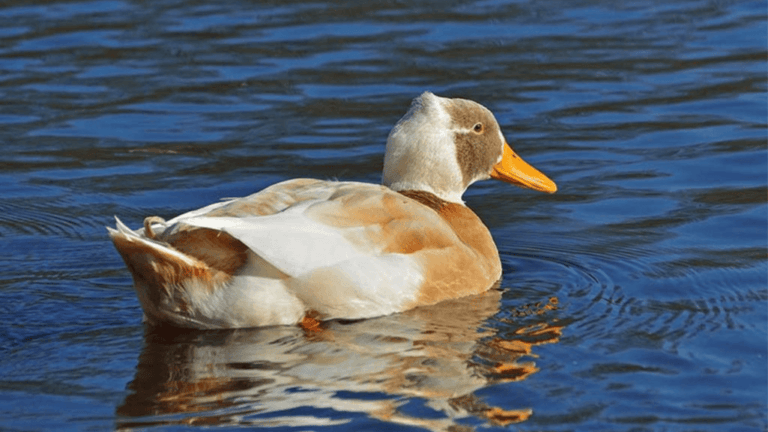 Ultimate Guide to Orpington Duck: History, Care, and Facts 1 Orpington Duck