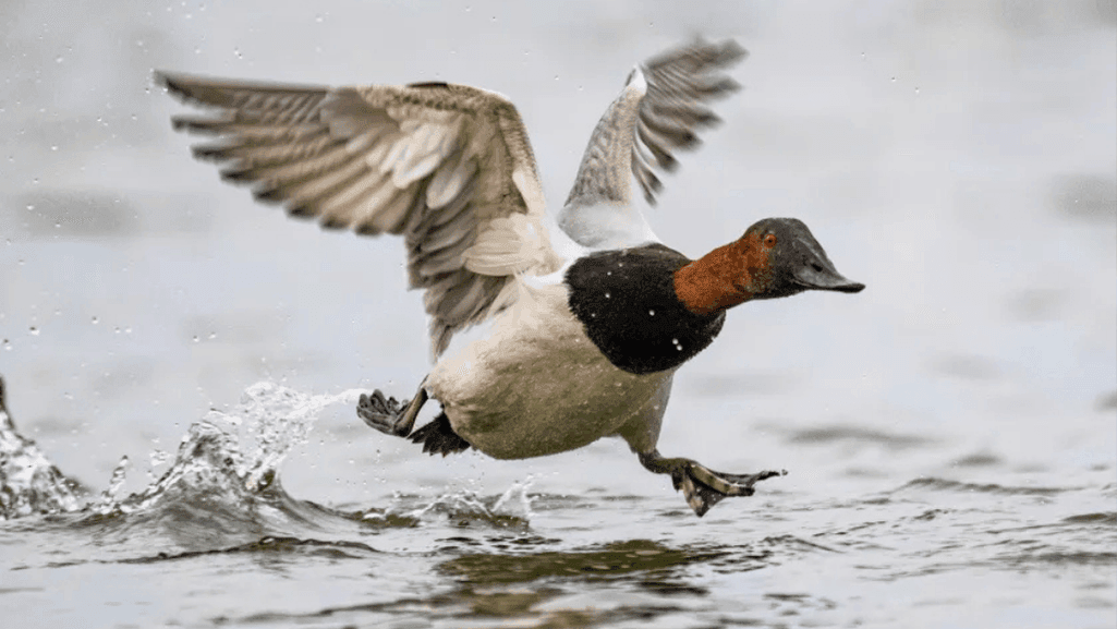 Top 10 Best Tasting Duck Breeds for Meat Lovers 1 Tasting Duck Breeds