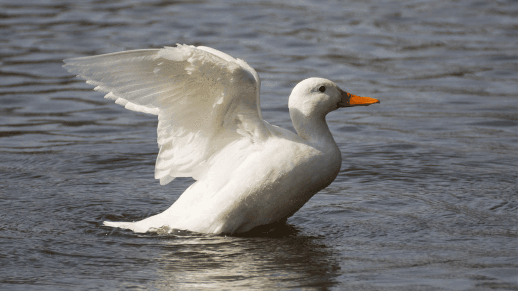 Wild White Duck