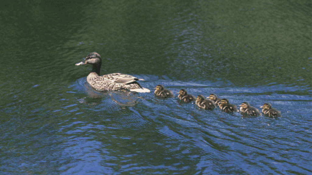 behavior and rearing of ducklings