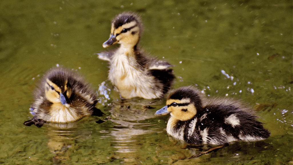 black and yellow duckling breeds