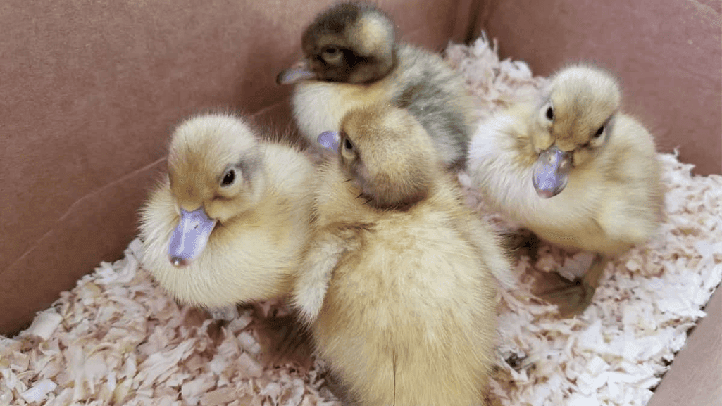 brooding ducklings