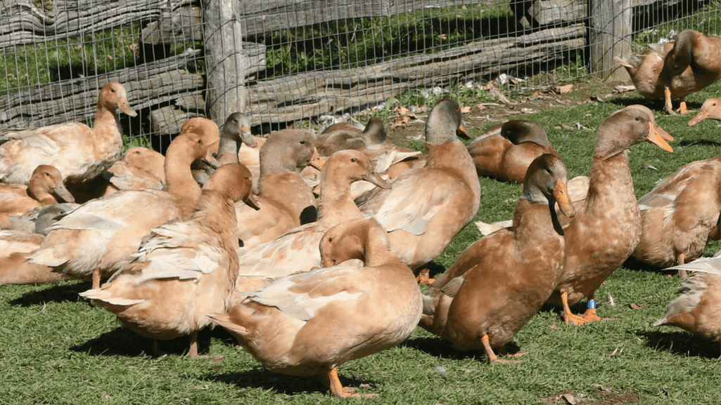 buff orpington duck care