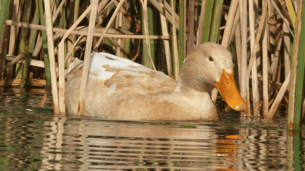 buff orpington duck market value