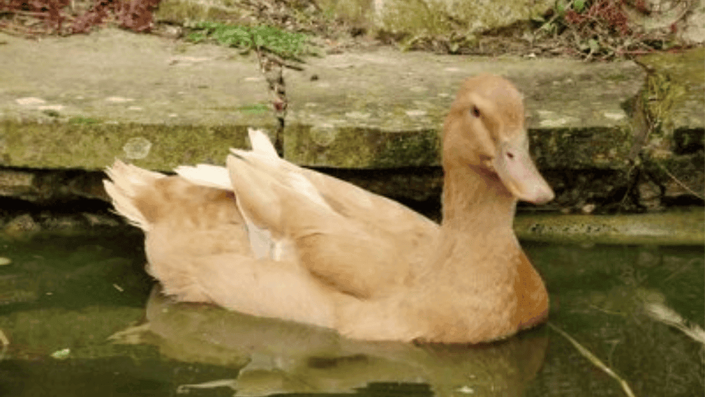buff orpington duck physical traits