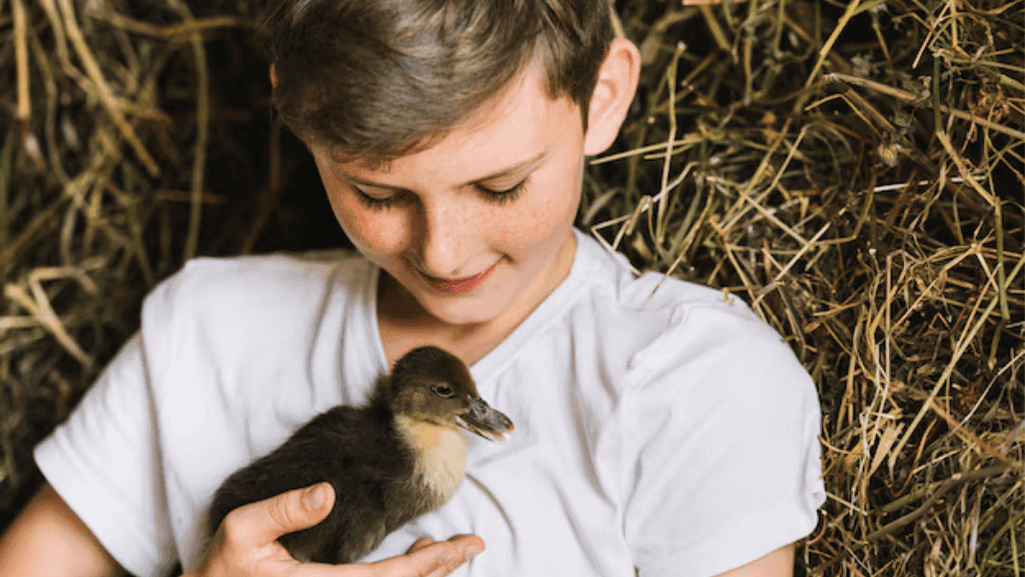 child handling duckling