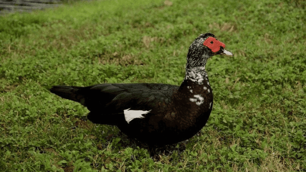 domestic duck breeds