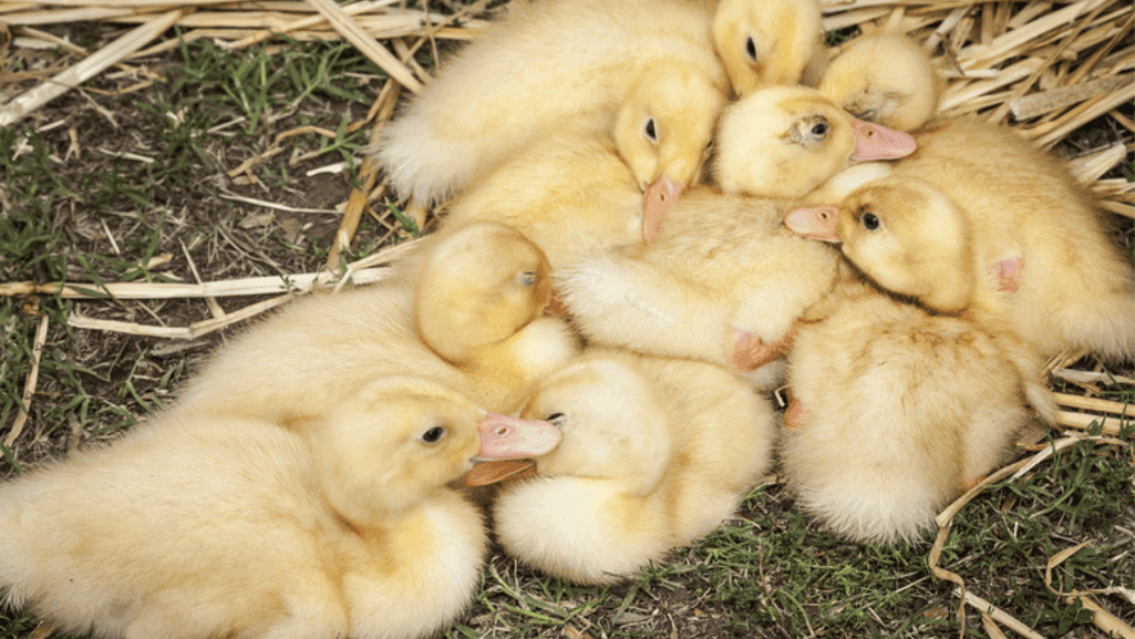 domestic duck care