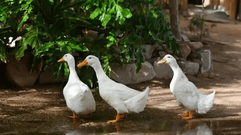 domestic duck habitat and Grey Domestic Duck