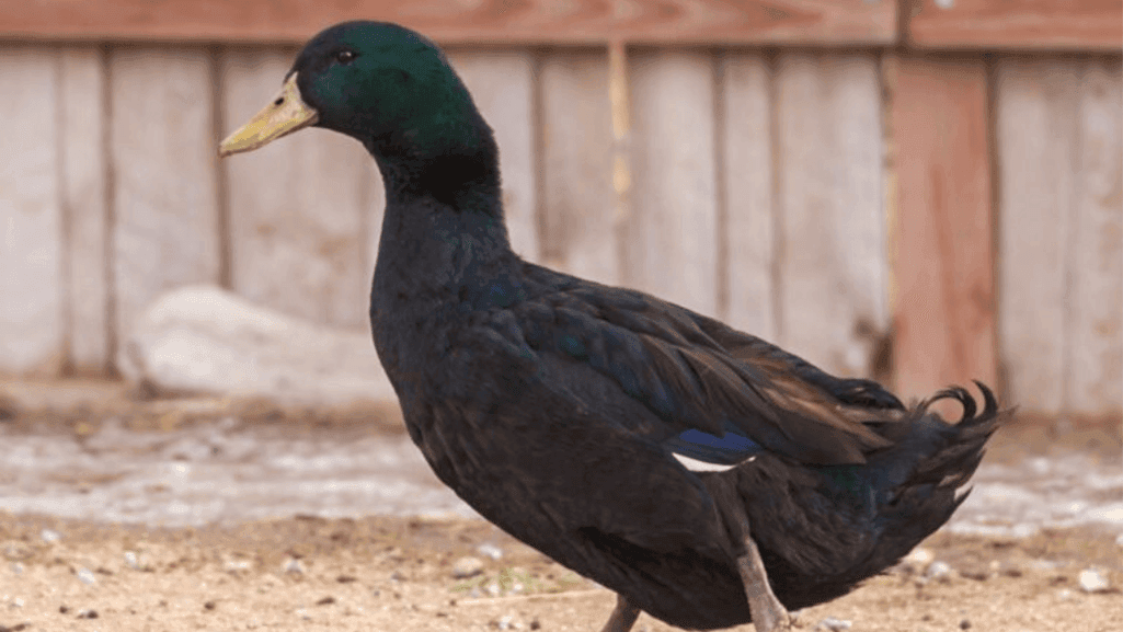 popular duck breeds