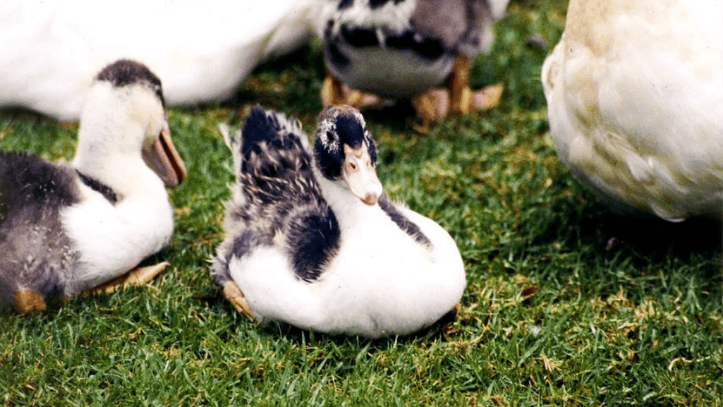 duck behavior in suburban setting