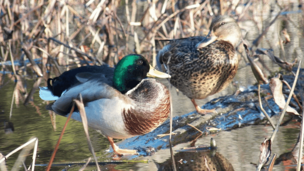 duck behavior
