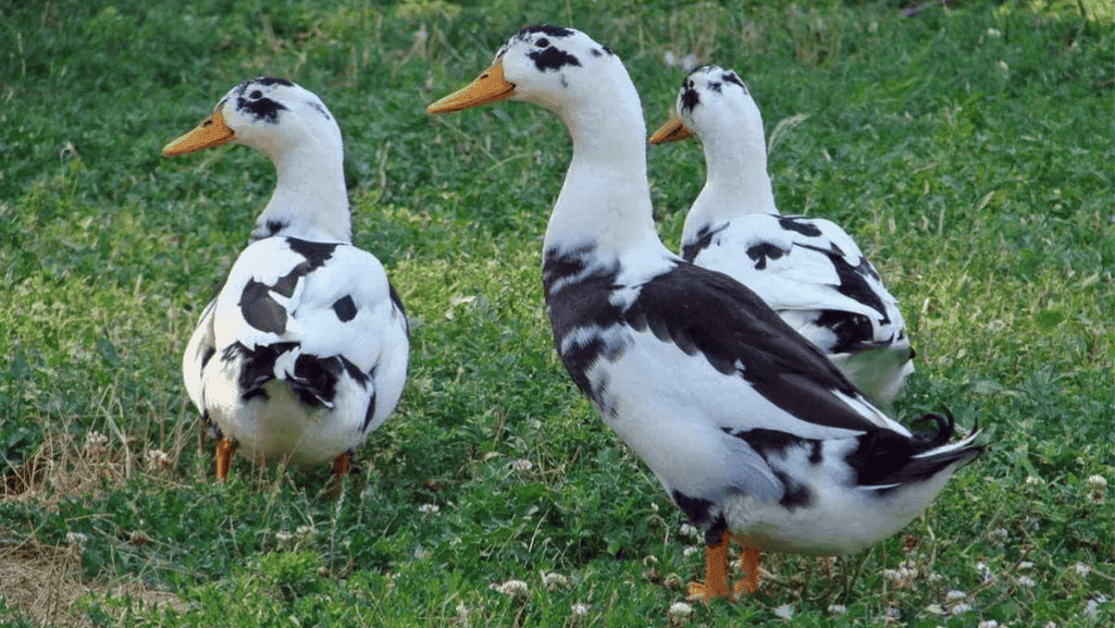 duck breed variations