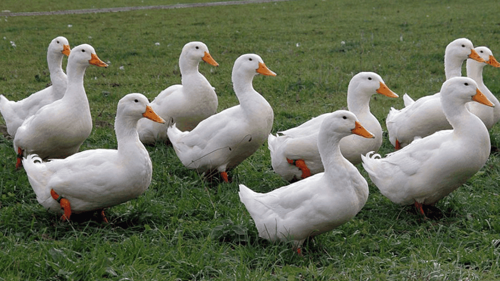 duck care and temperament