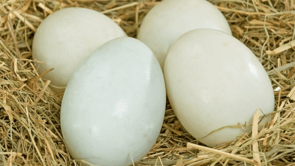 duck egg quality