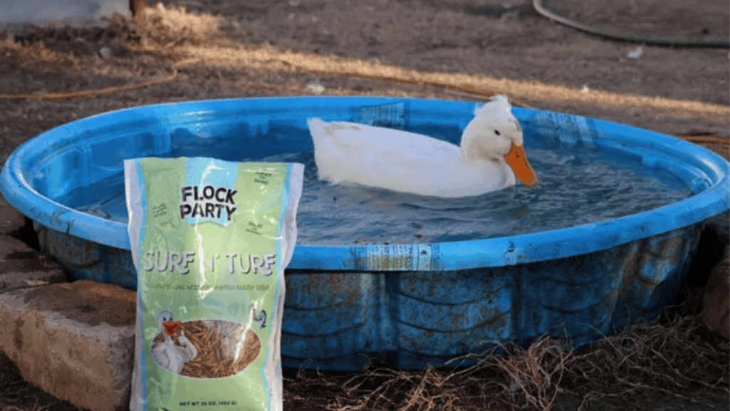 duck feeding and nutrition