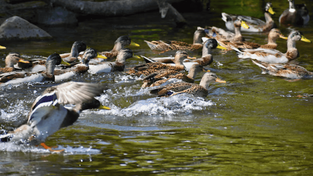 duck feeding habits