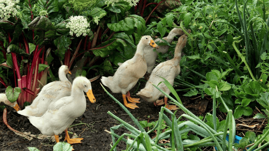 duck garden integration