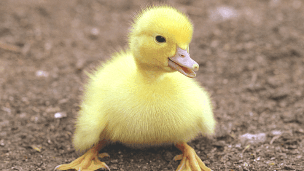 duck growth and behavior