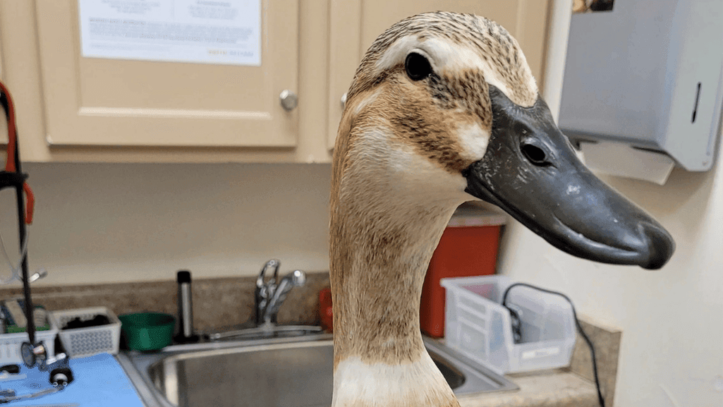 duck health and maintenance