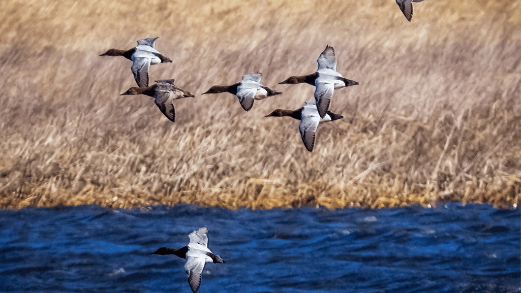duck identification guide