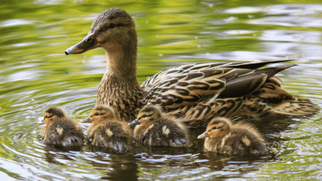 duck in pond
