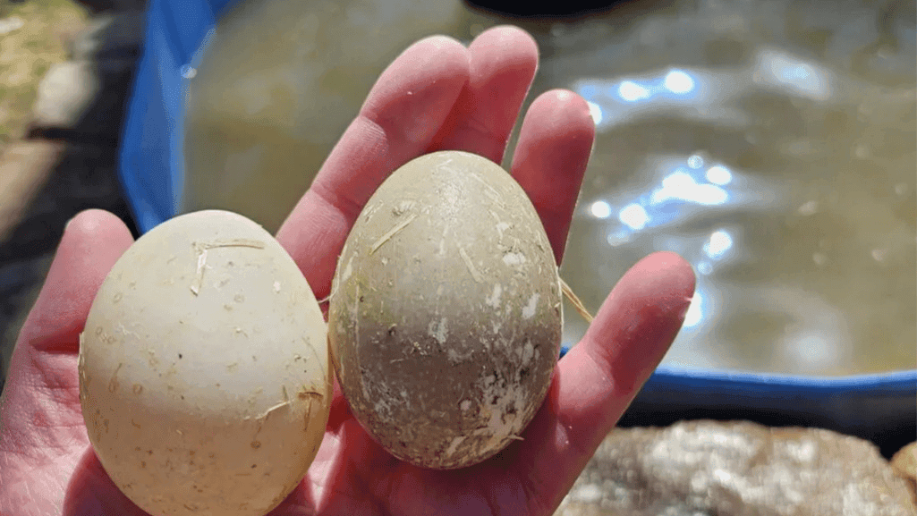 duck laying egg and How Old Ducks Lay Eggs