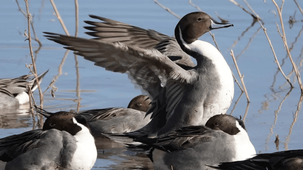 duck species and Different Types of Ducklings