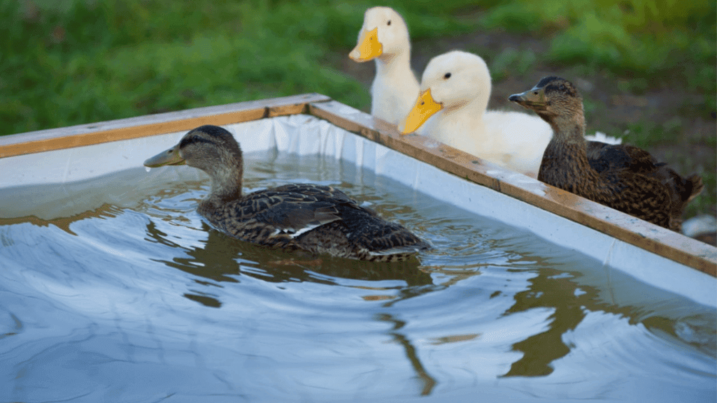 duckling care and diet