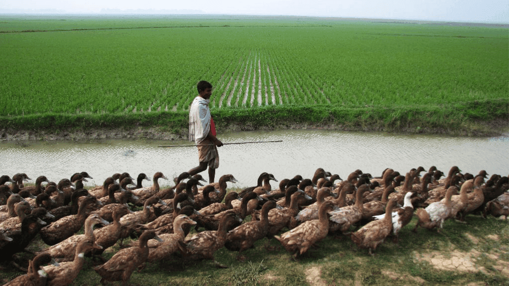 ducks in culture