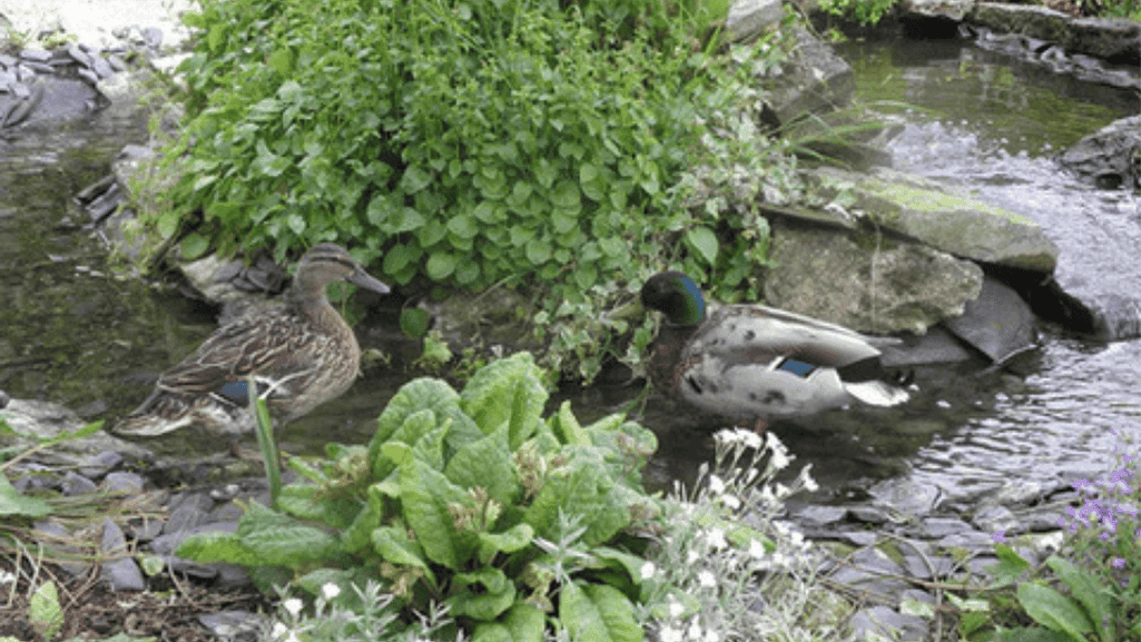 essential equipment for ducks