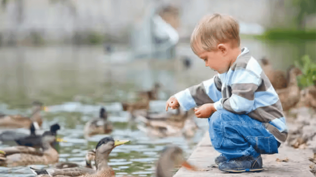 feeding ducklings