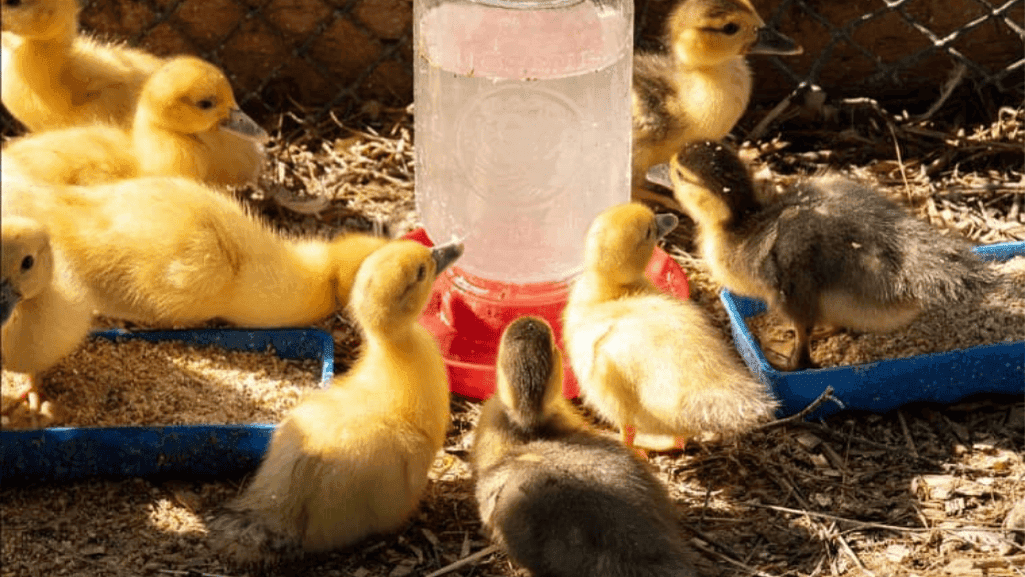 feeding practices for growing ducks