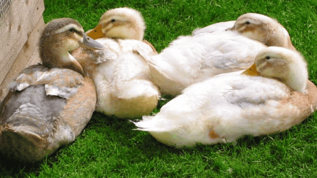history of domestic duck breeds