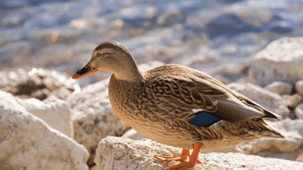 mottled plumage