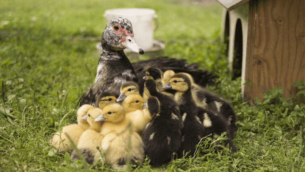 nutritional needs of ducklings