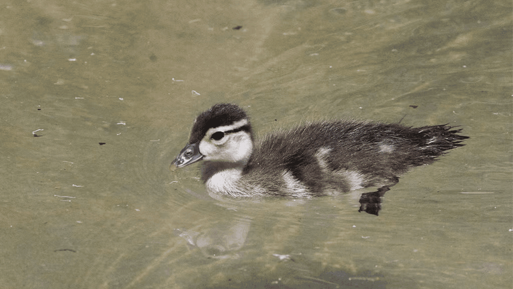 physical characteristics of ducklings