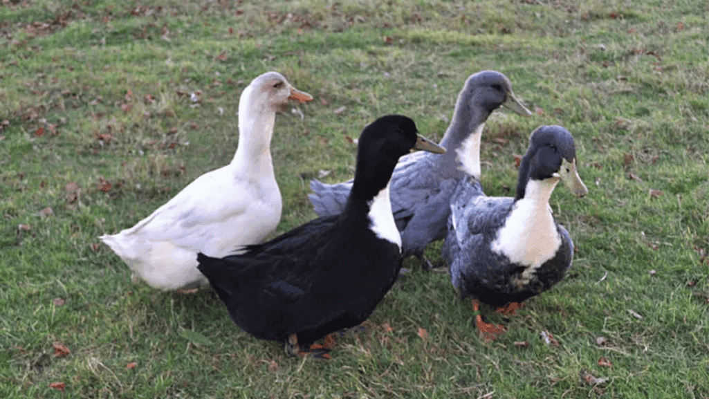 popular duck breeds