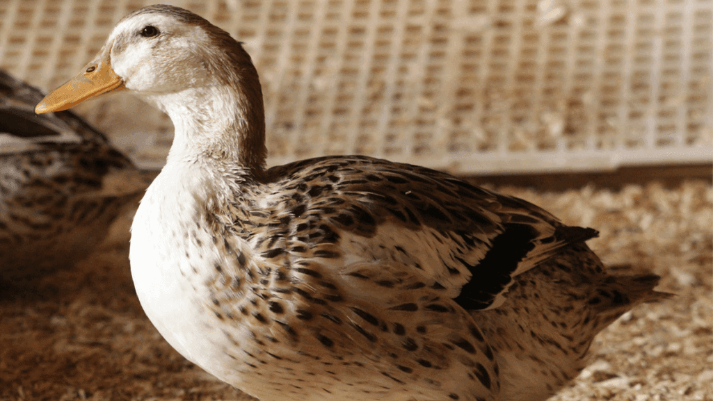 popular duck breeds