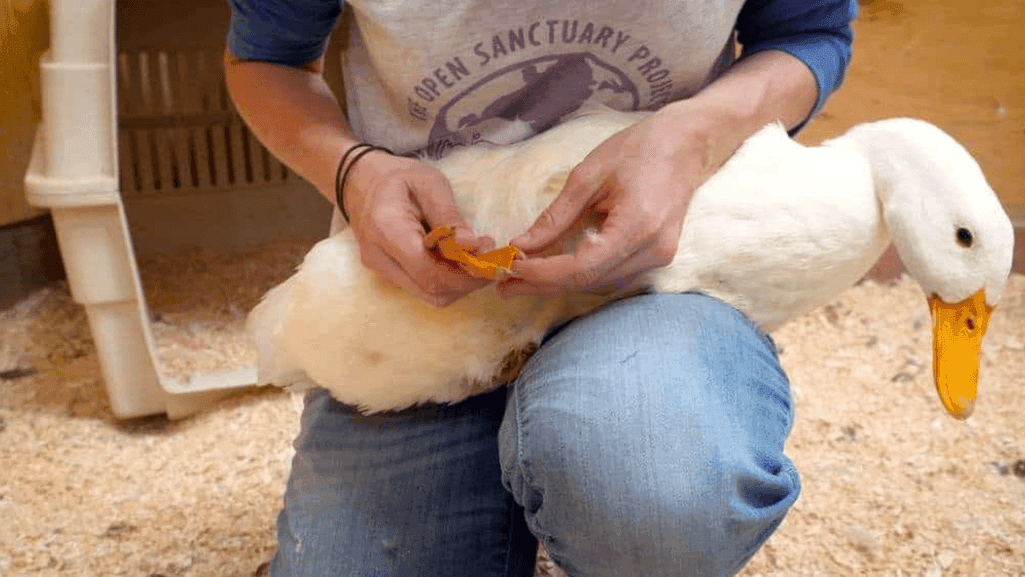 safe duckling handling