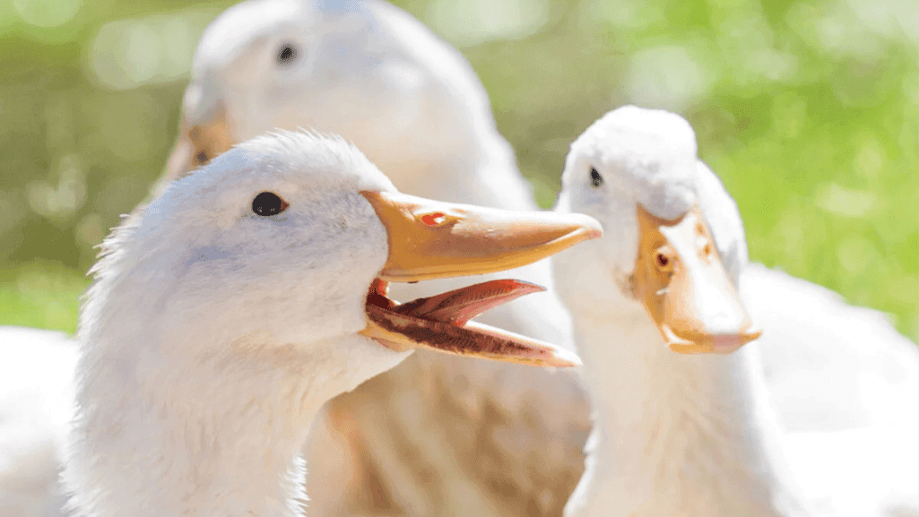 selecting duck breeds for meat production
