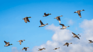 Are Ducks Migratory Birds