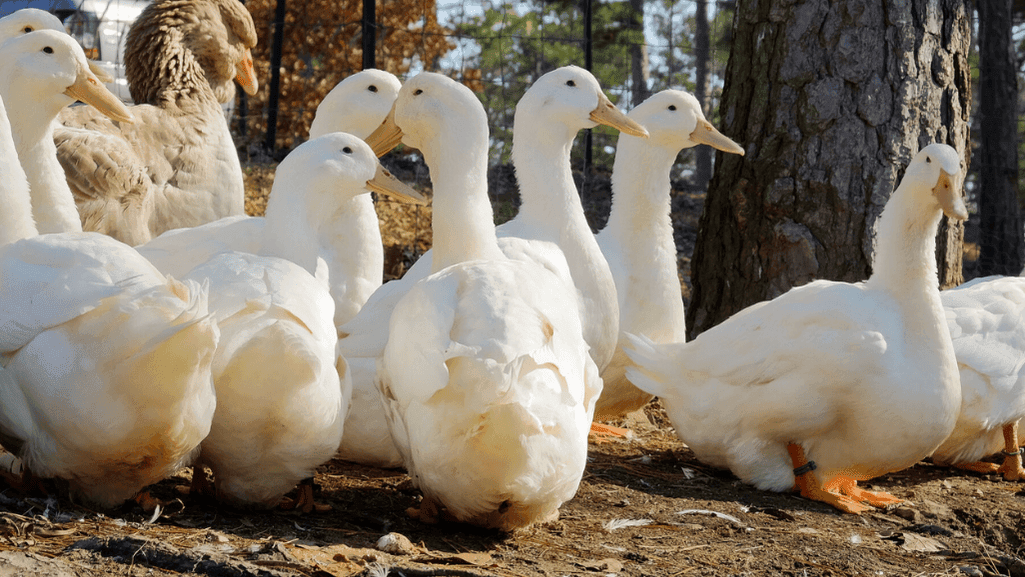 Aylesbury duck breed standards