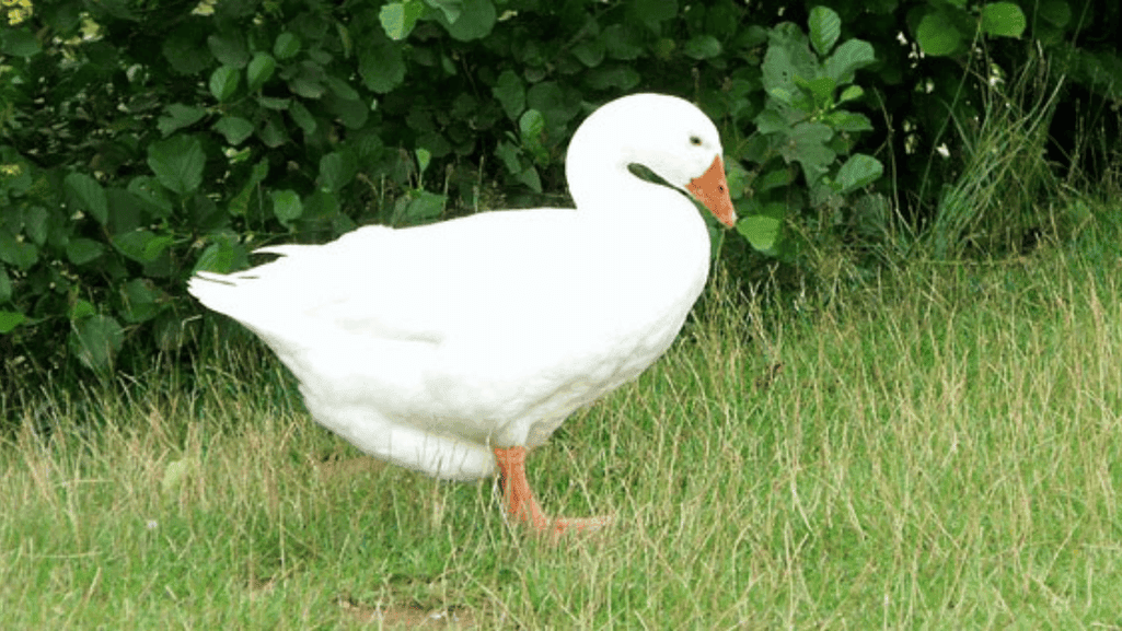Aylesbury duck breeding