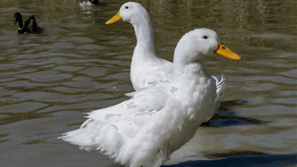 Aylesbury duck breed standards